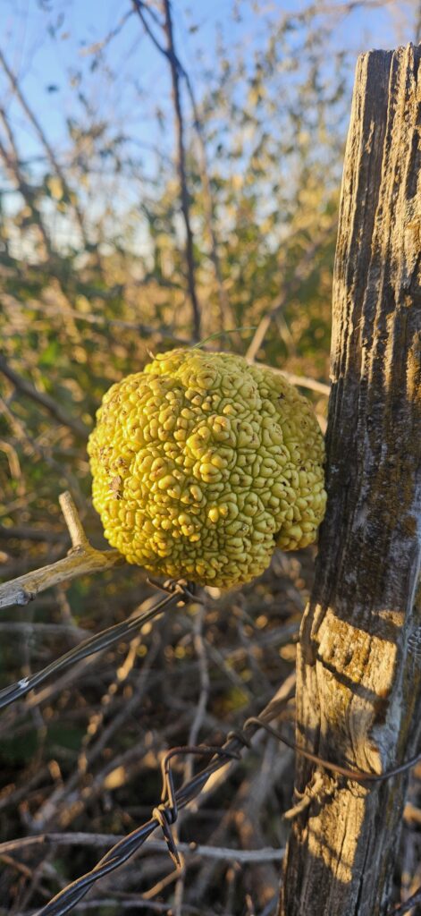 Hedge apple on a fence.